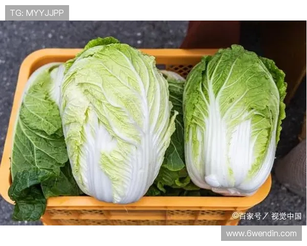 最新白菜网白菜报价,助您轻松选购新鲜蔬菜